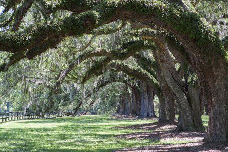 Mooie rij met live oaks